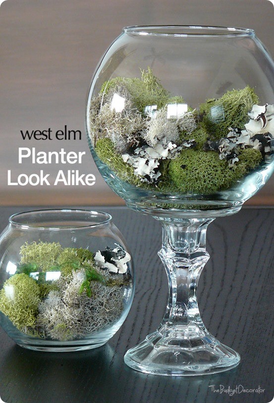 Dollar Store Terrariums